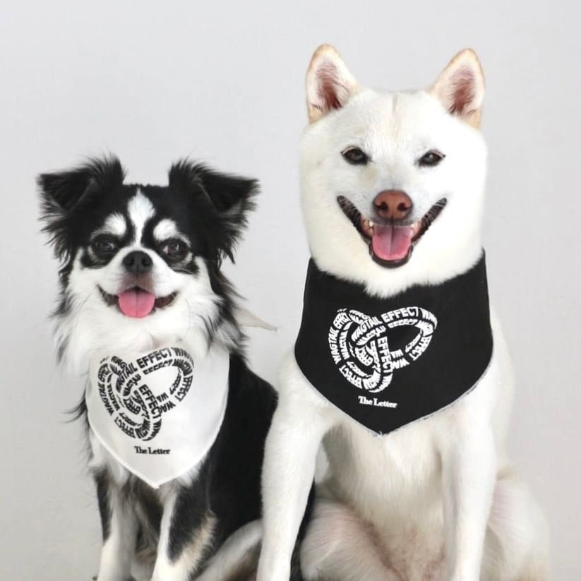 保護活動支援プロジェクト「WAGTAIL EFFECT(ワグテイルイフェクト)」について