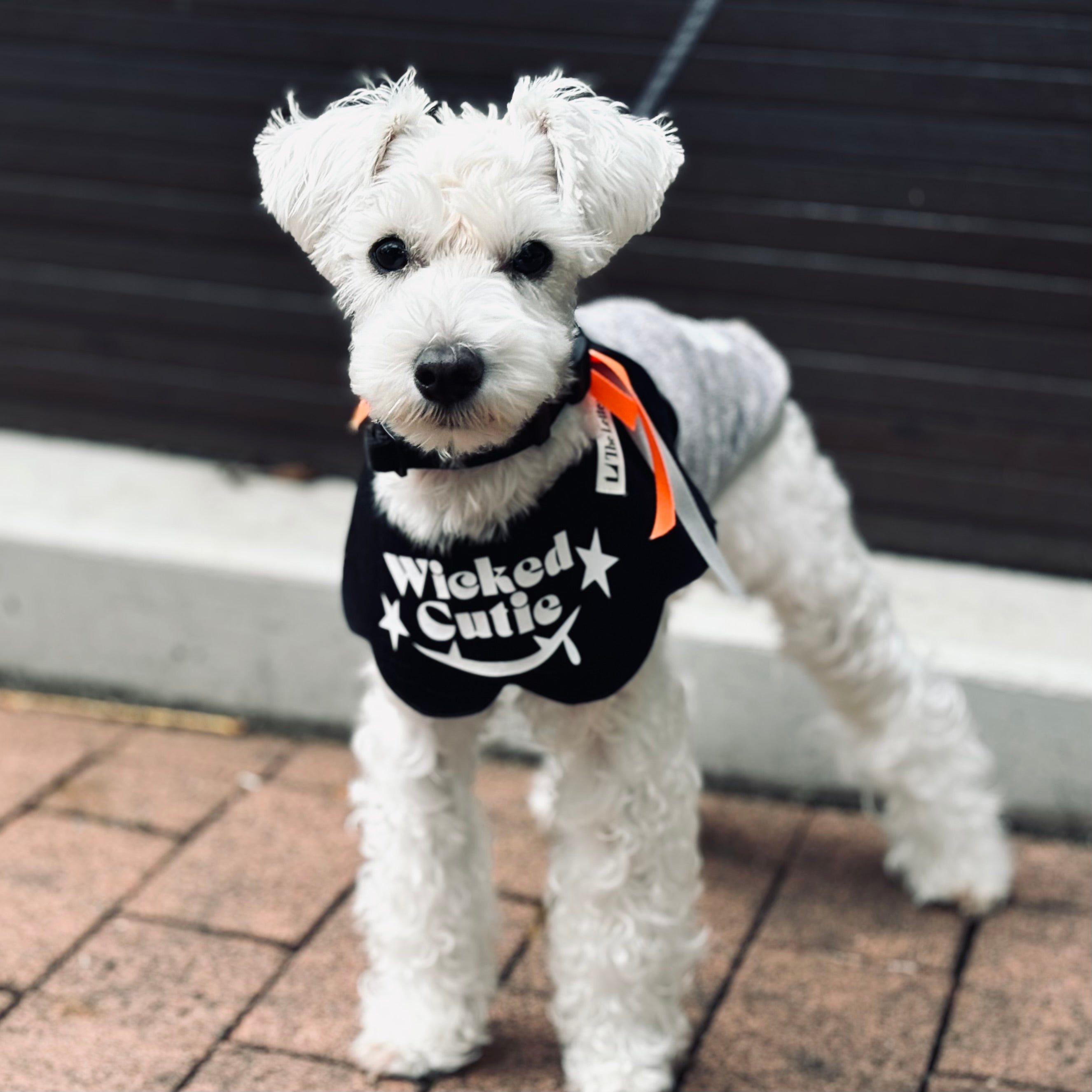 Wicked Cutie ハロウィンビブ