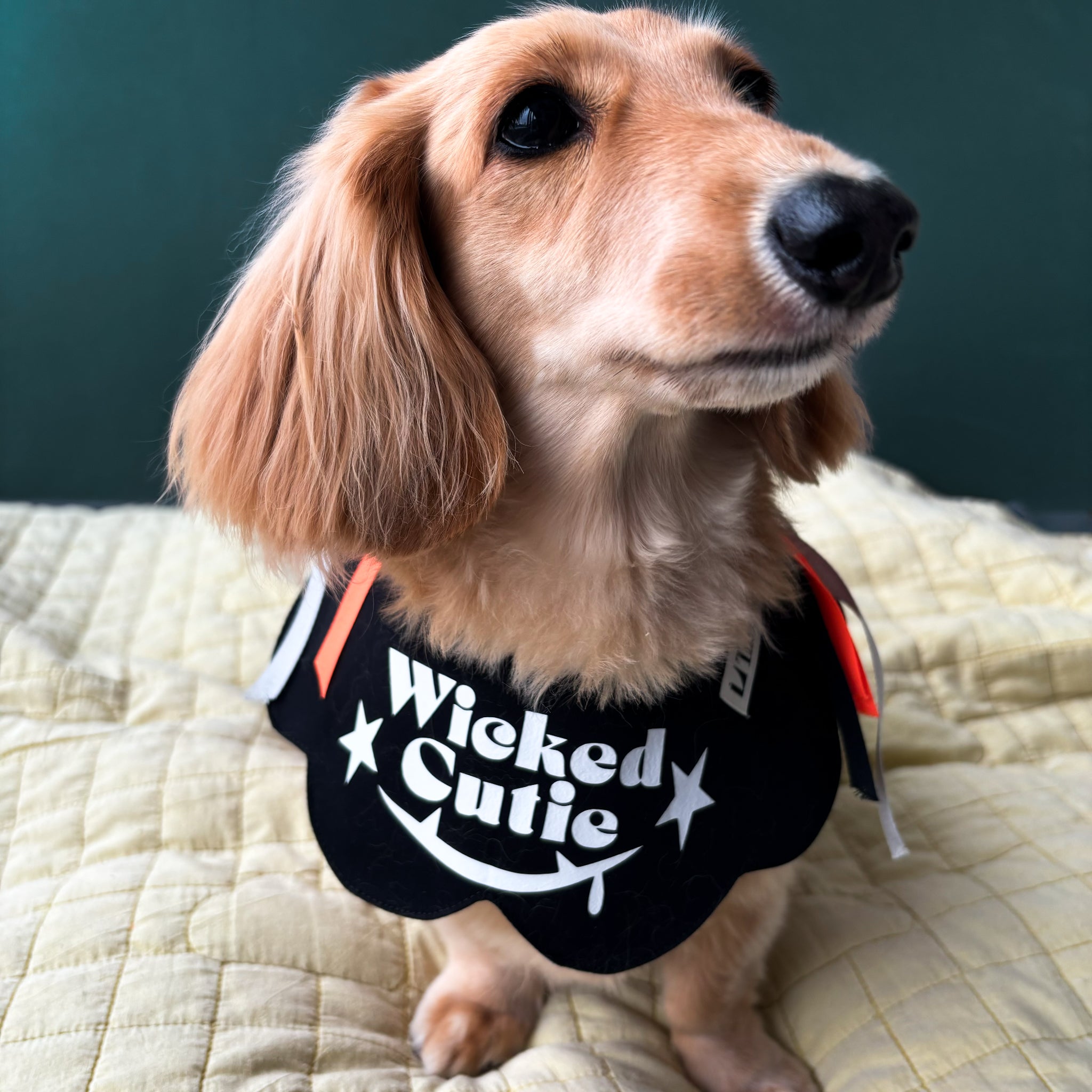 Wicked Cutie ハロウィンビブ