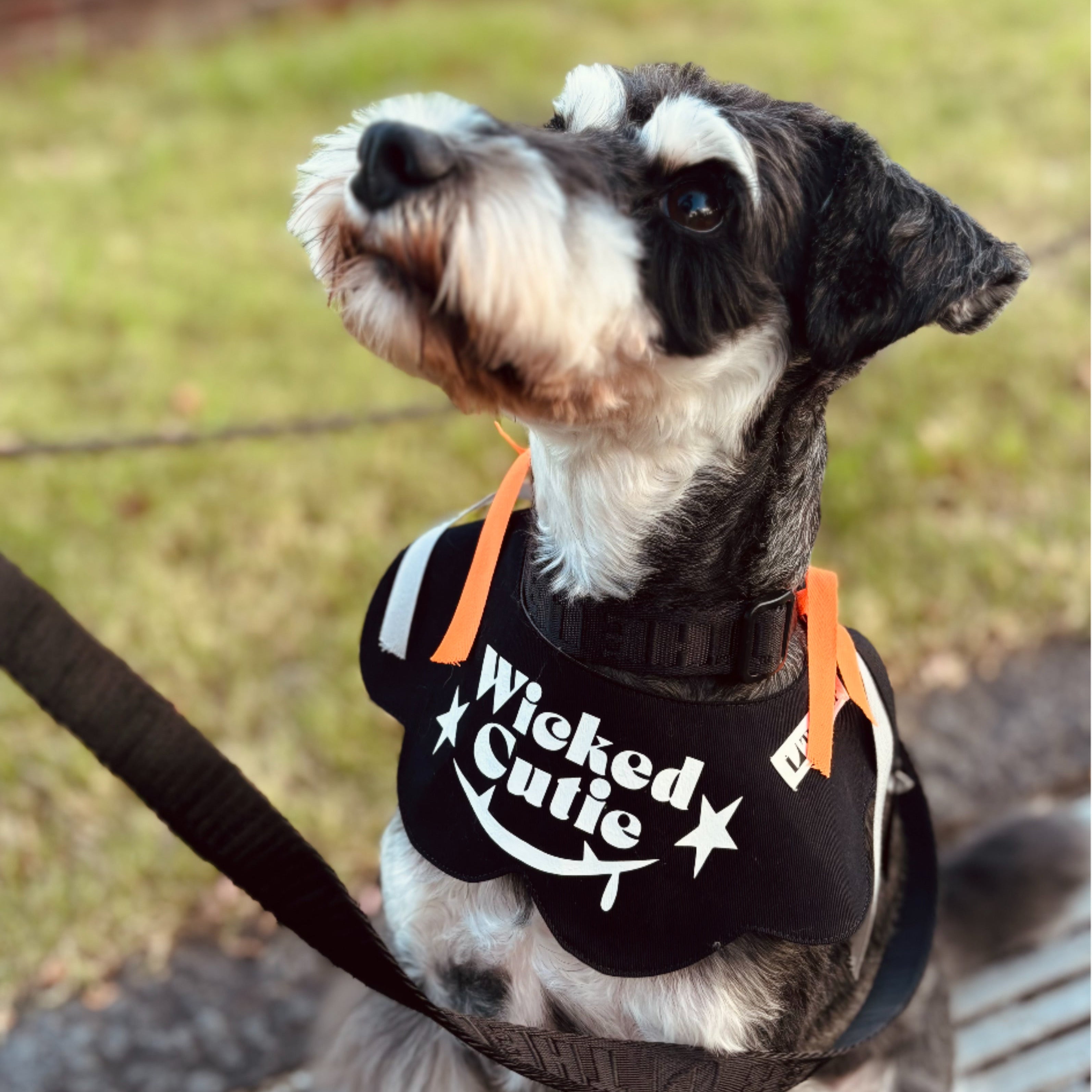 Wicked Cutie ハロウィンビブ