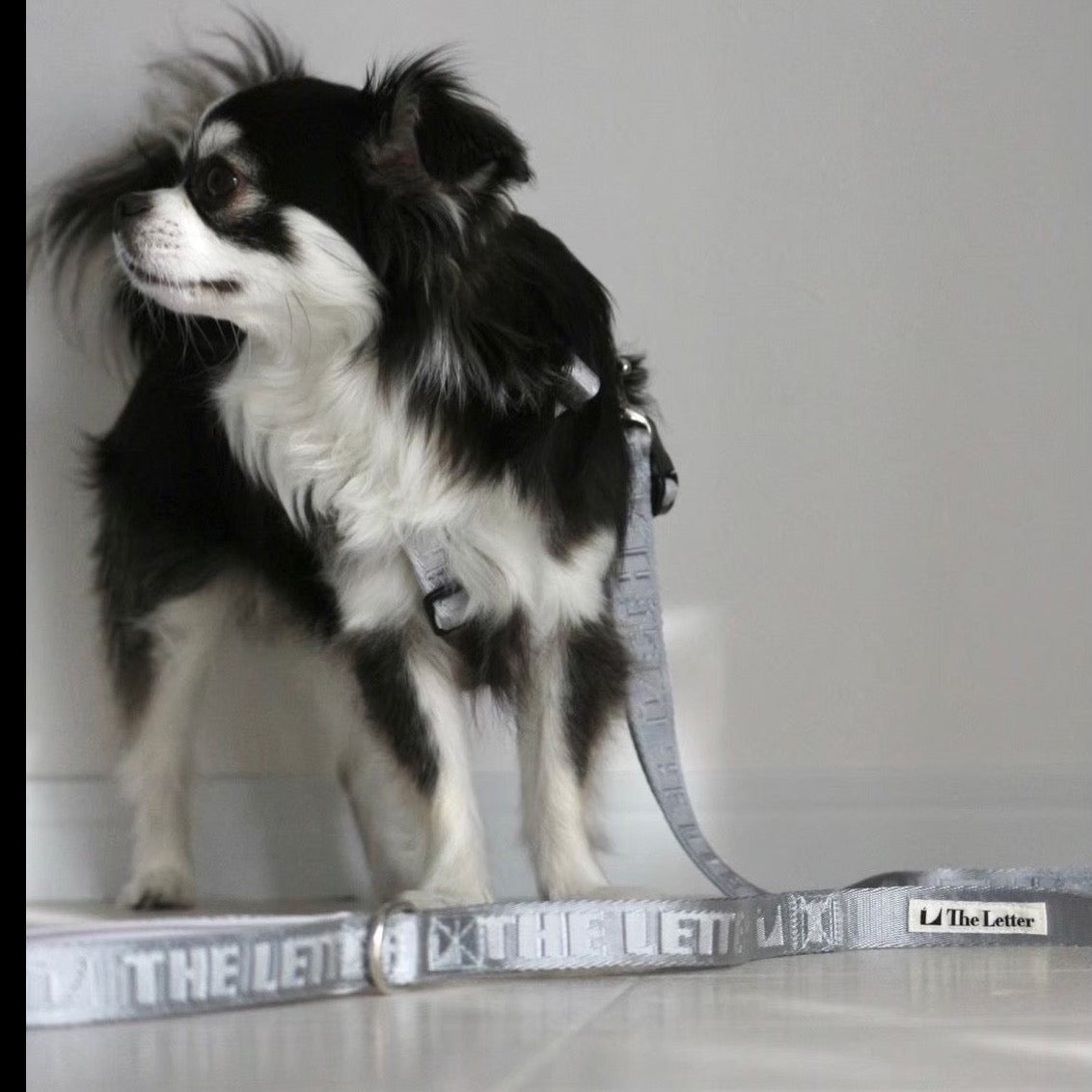 TL ガーディアンリード S・M (シルバーグレー・バニラ・ラテ・ブラック)