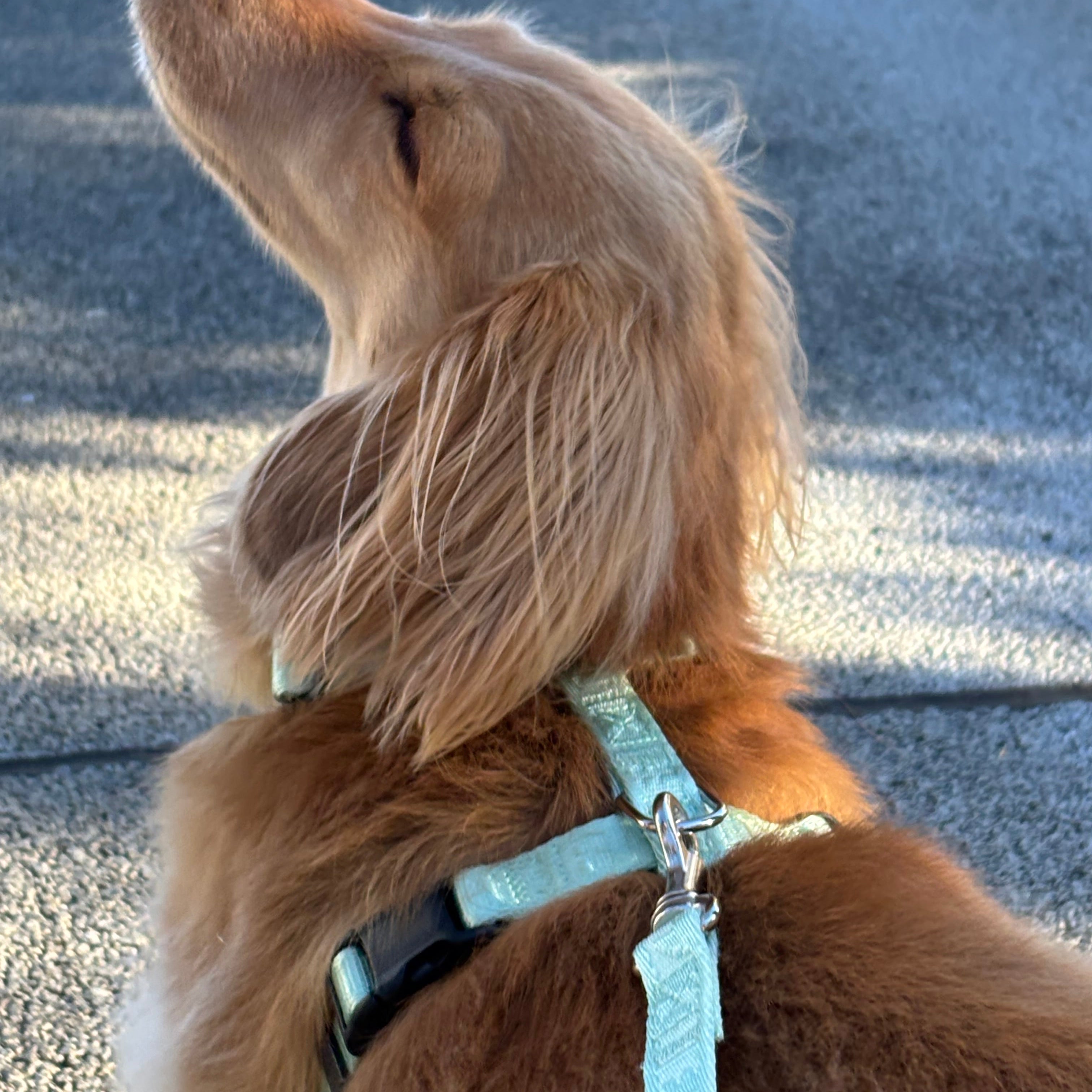 Lucky Box 2025 ハーネスセットS,Mサイズ(ミントグリーン)