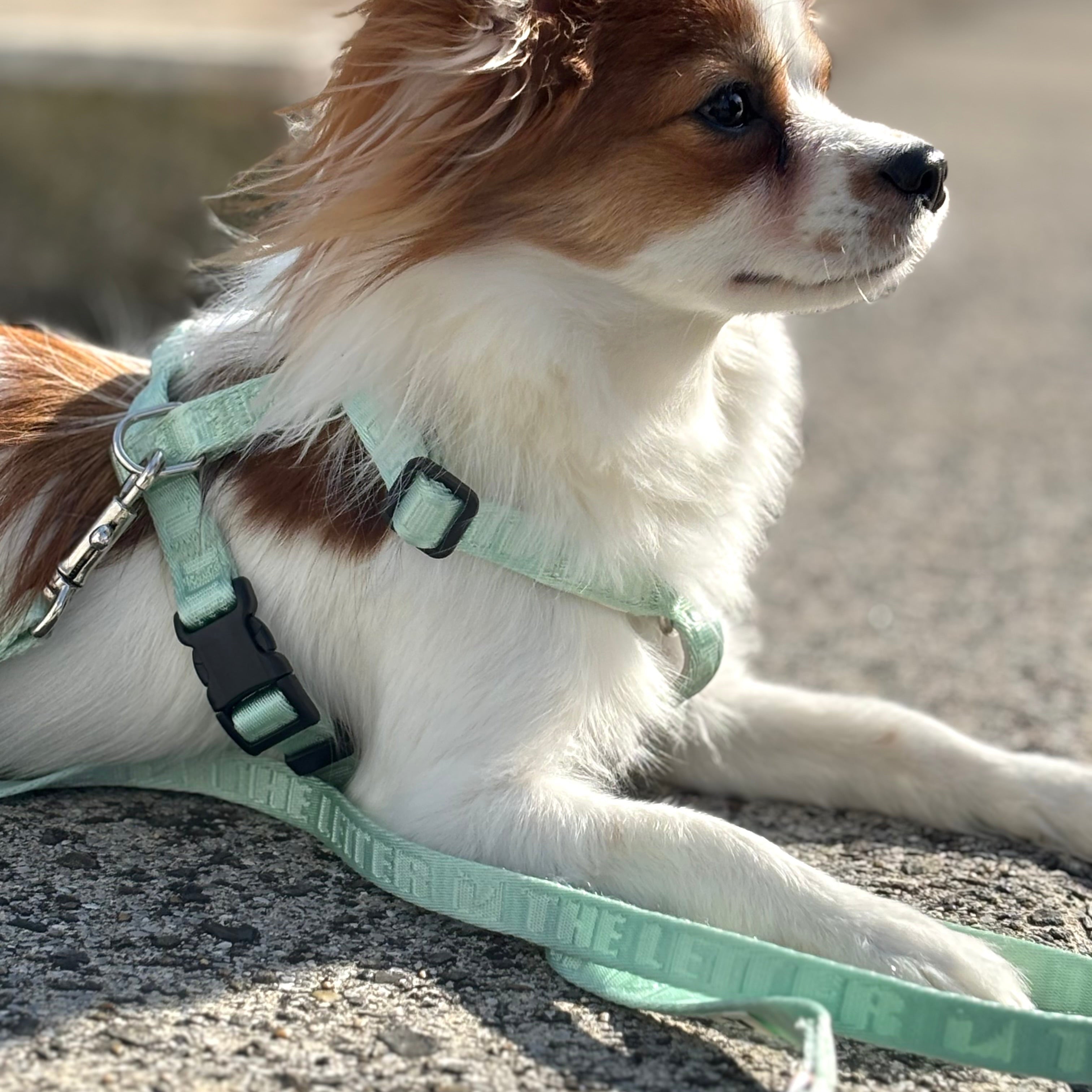 Lucky Box 2025 ハーネスセットS,Mサイズ(ミントグリーン)