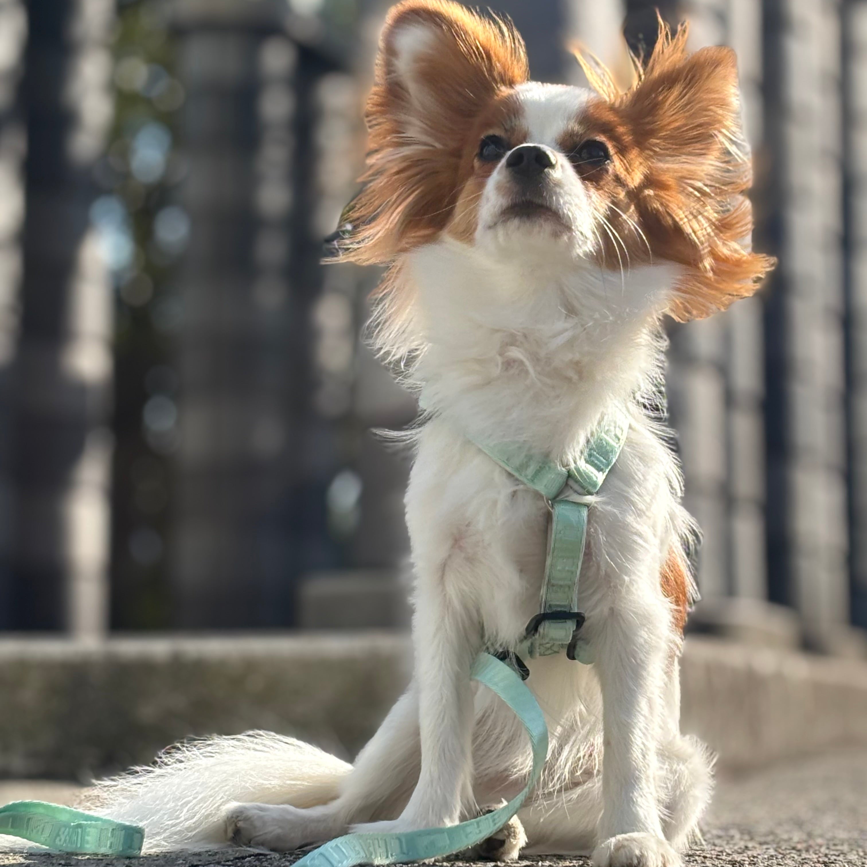 Lucky Box 2025 ハーネスセットS,Mサイズ(ミントグリーン)