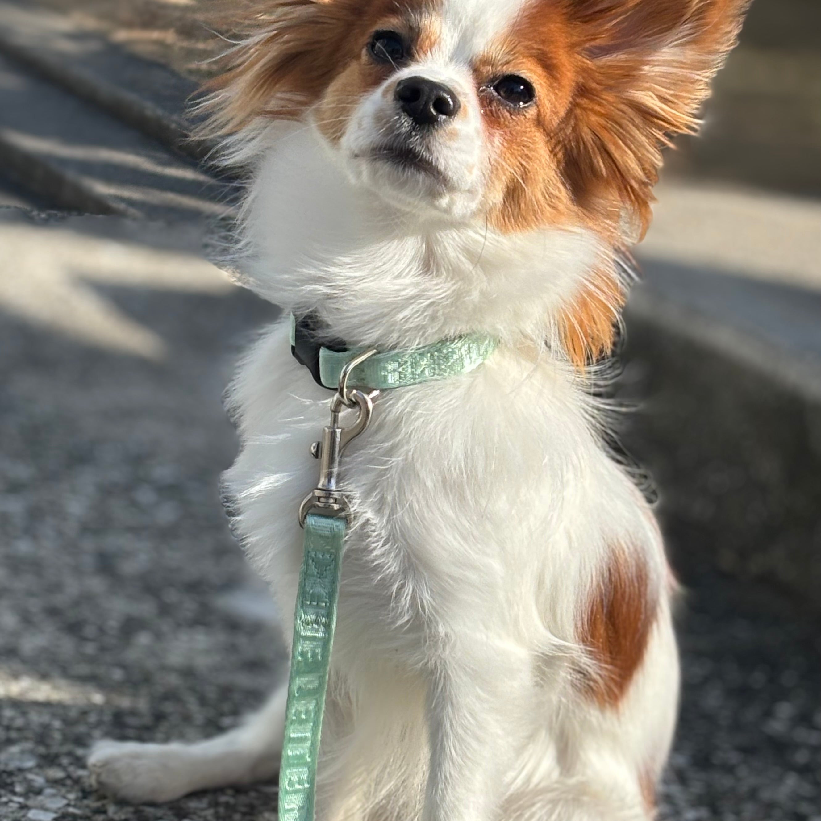 Lucky Box 2025 カラーセットS,Mサイズ(ミントグリーン)