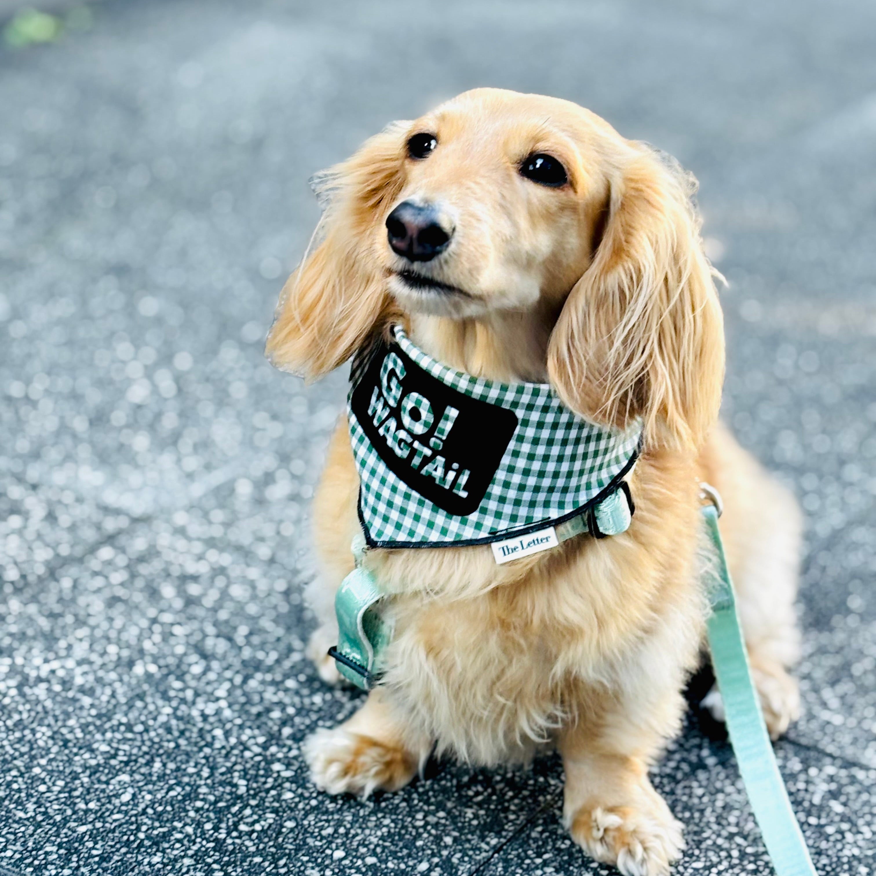 Lucky Box 2025 ハーネスセットS,Mサイズ(ミントグリーン)