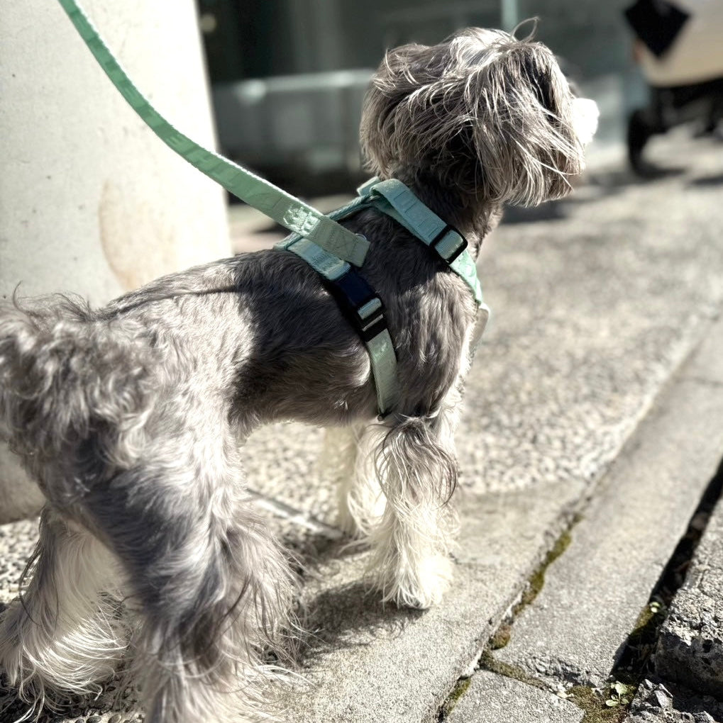 Lucky Box 2025 ハーネスセットS,Mサイズ(ミントグリーン)