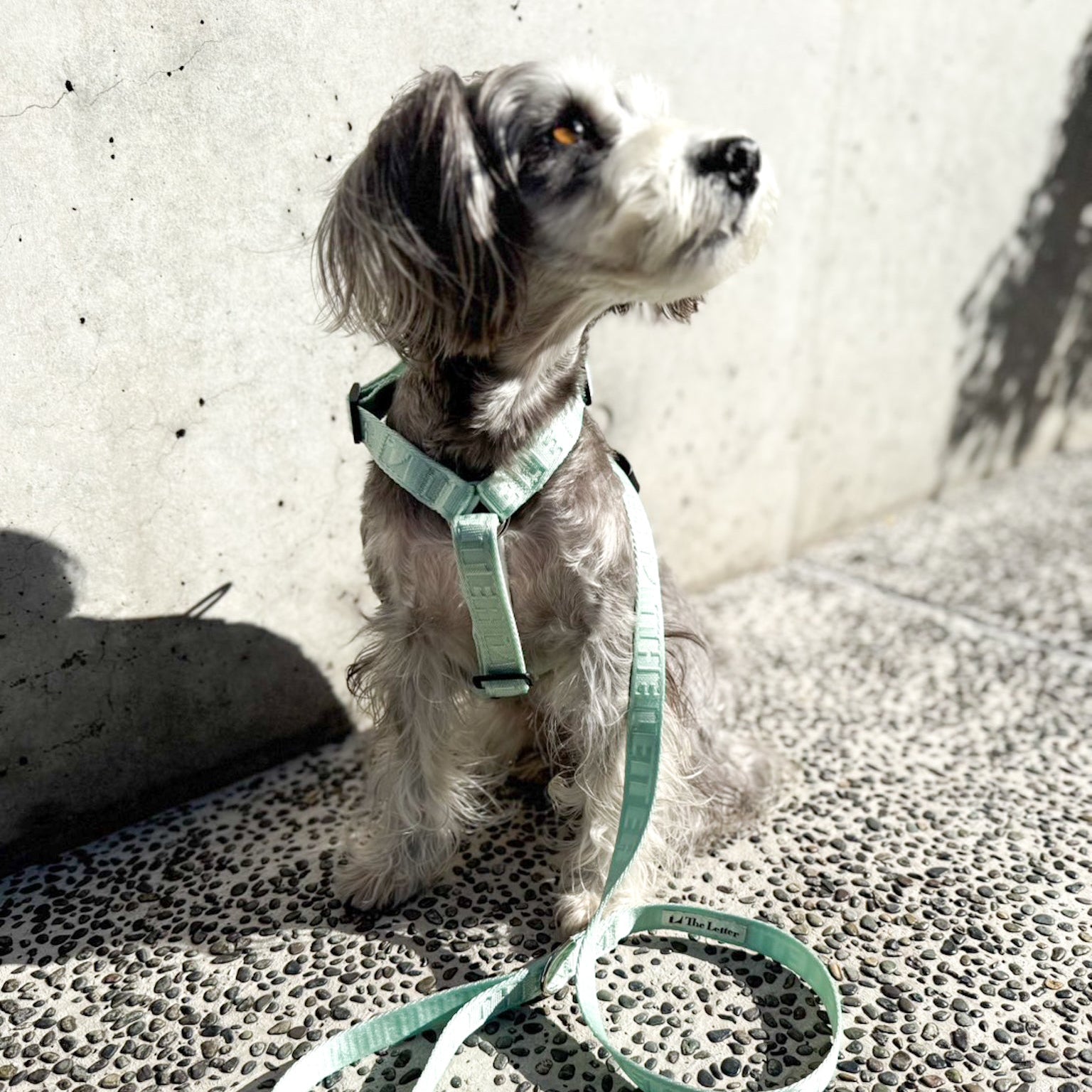 Lucky Box 2025 ハーネスセットS,Mサイズ(ミントグリーン)