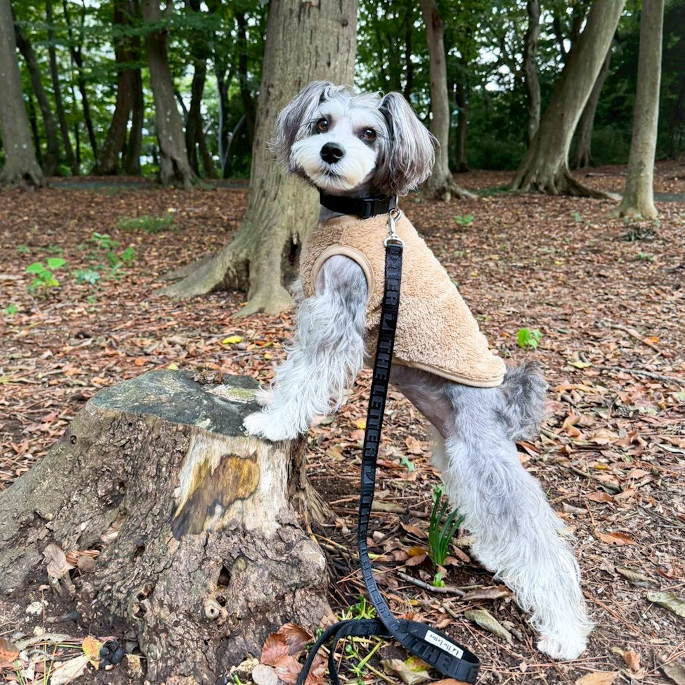 New ストレッチボアフリース T