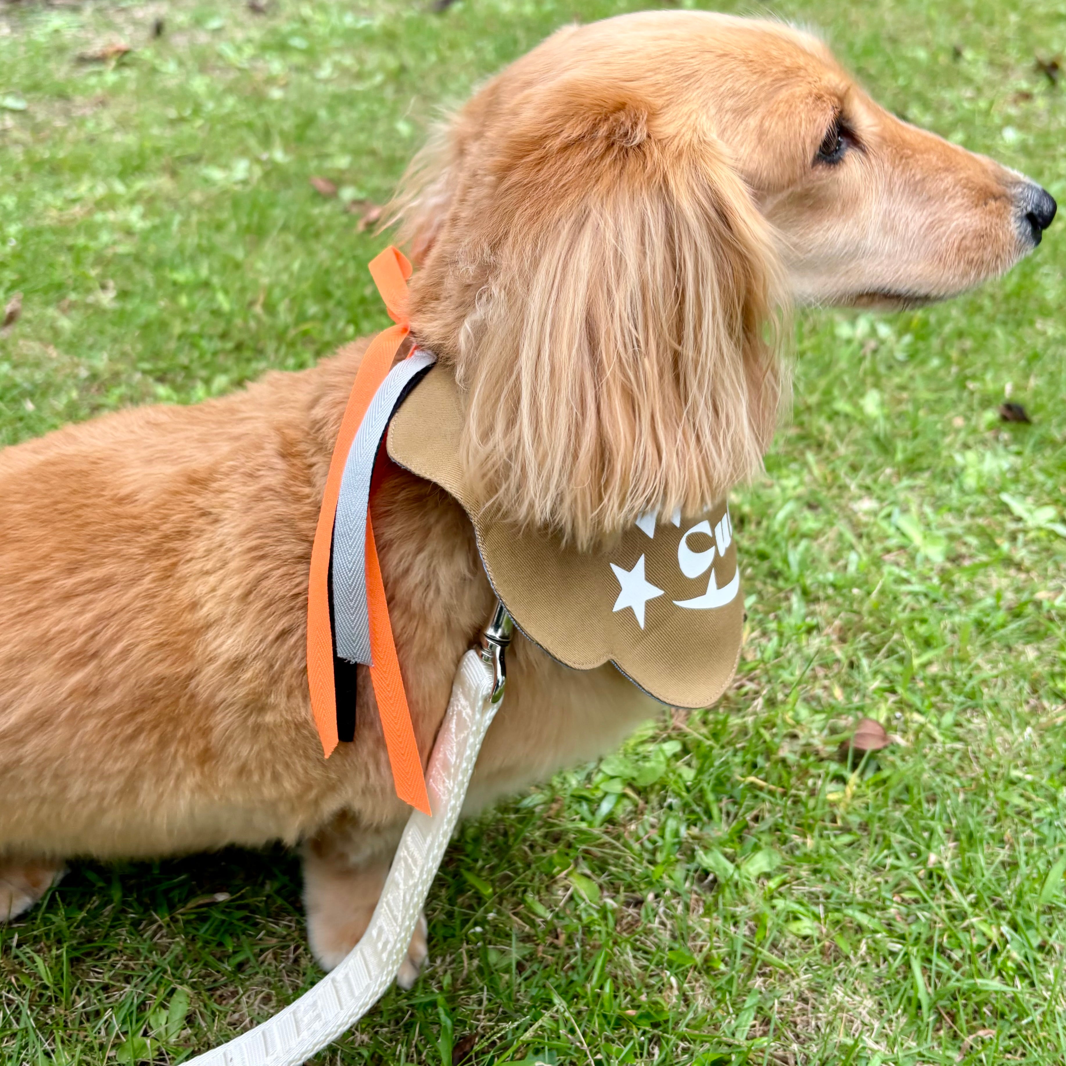 Wicked Cutie ハロウィンビブ