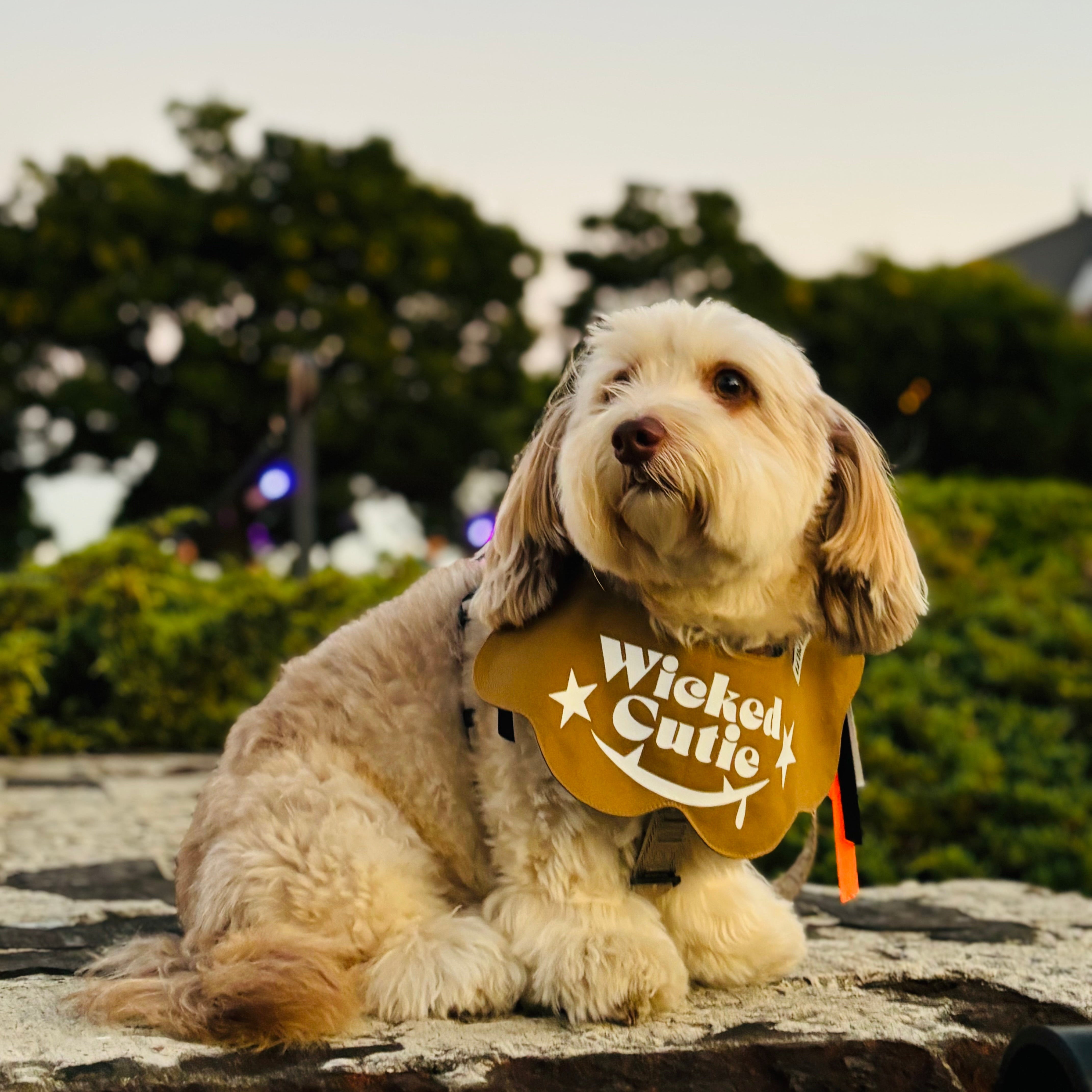 Wicked Cutie ハロウィンビブ