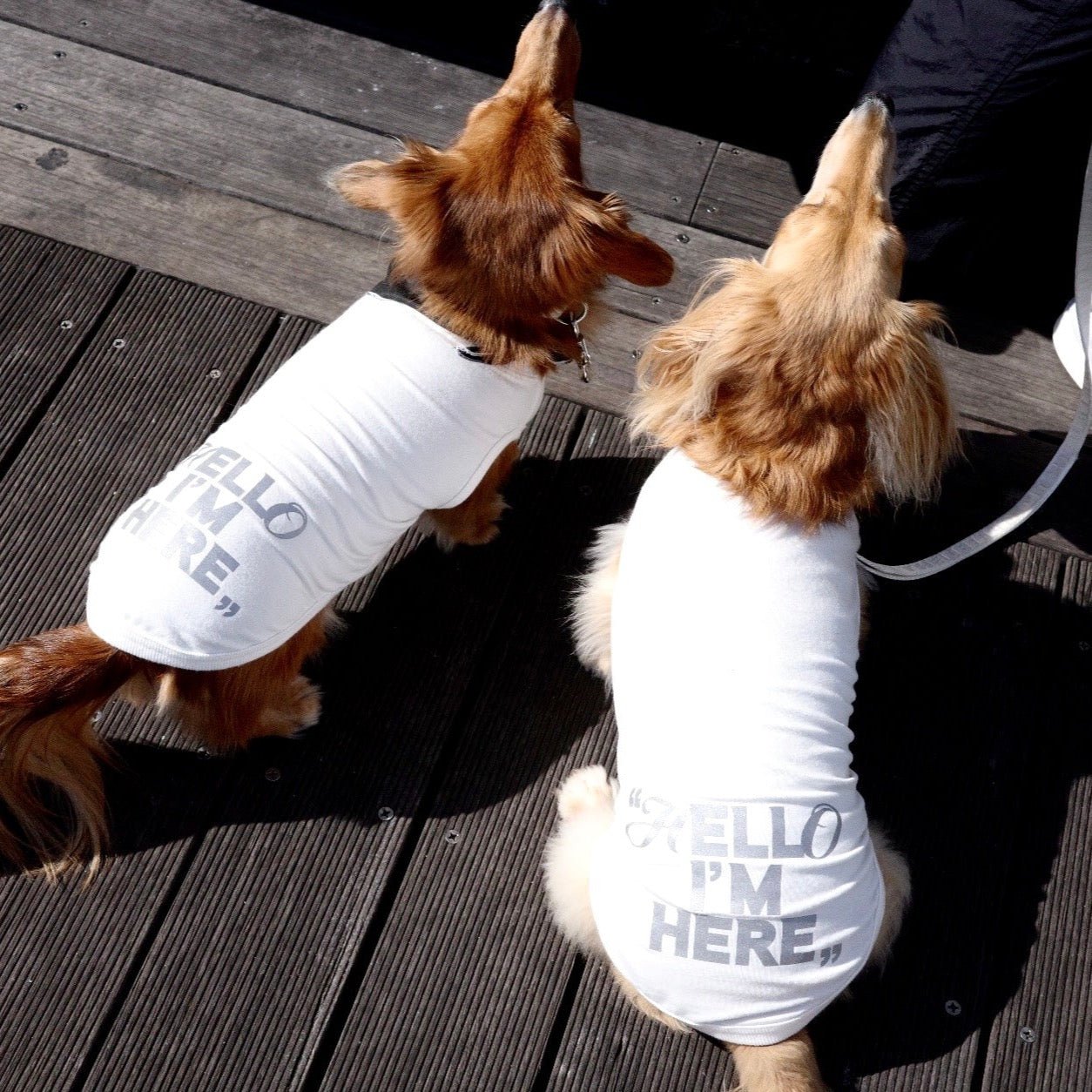 反射プリント アウトラスト(機能素材)”Hello I‘m Here“ T - The Letter