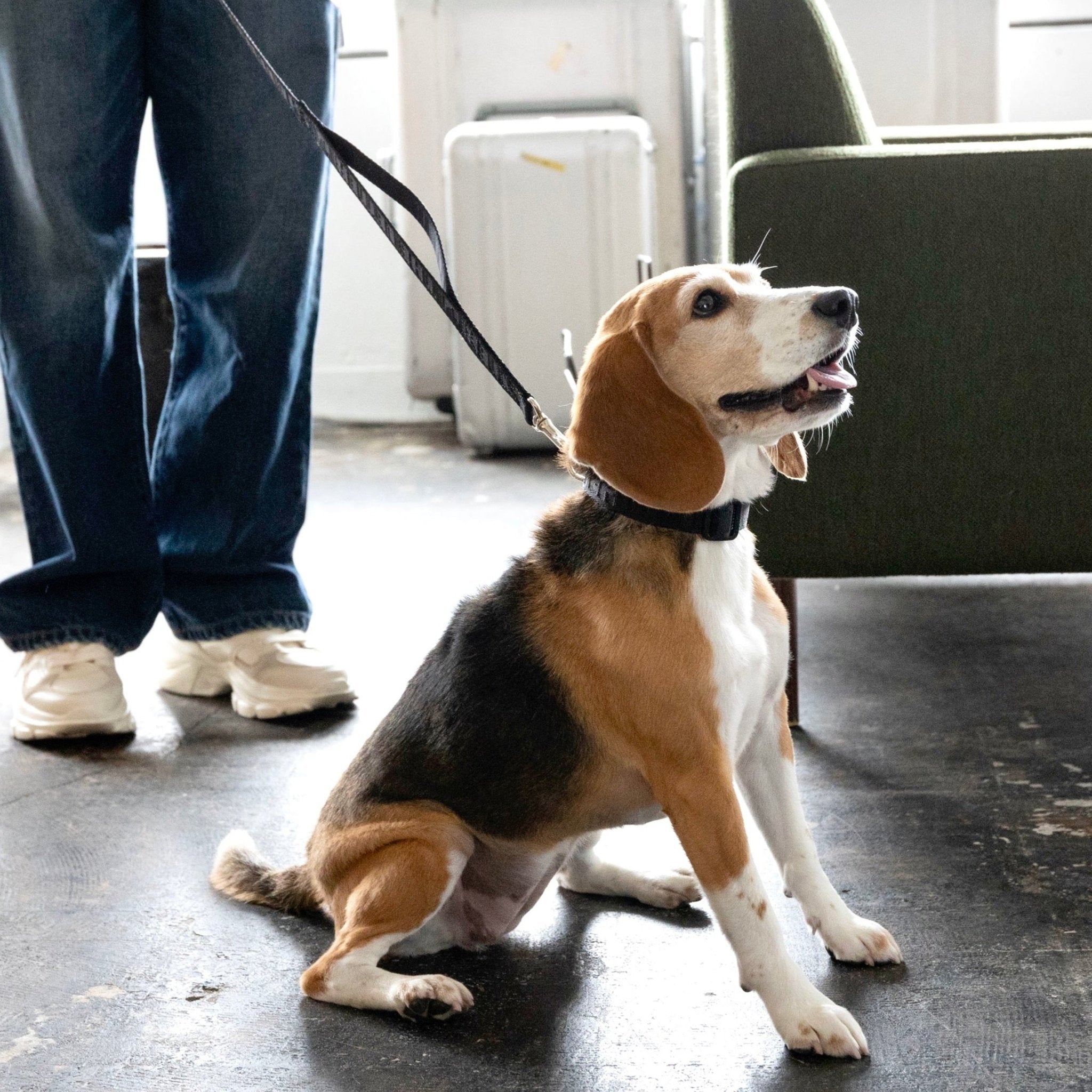 TL ガーディアンリード S(1.5cm)M(2cm)(バニラ、ラテ、ブラック、シルバーグレー) - The Letter