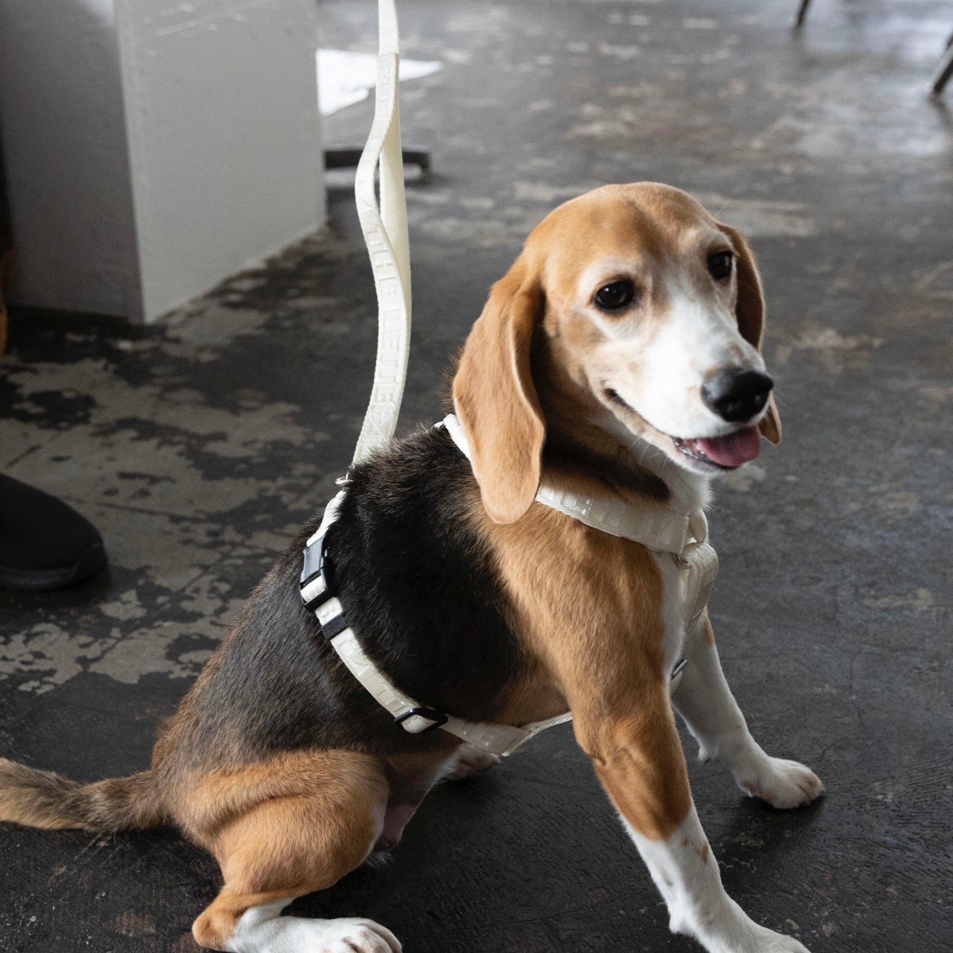 TL ガーディアンリード S(1.5cm)M(2cm)(バニラ、ラテ、ブラック、シルバーグレー) - The Letter