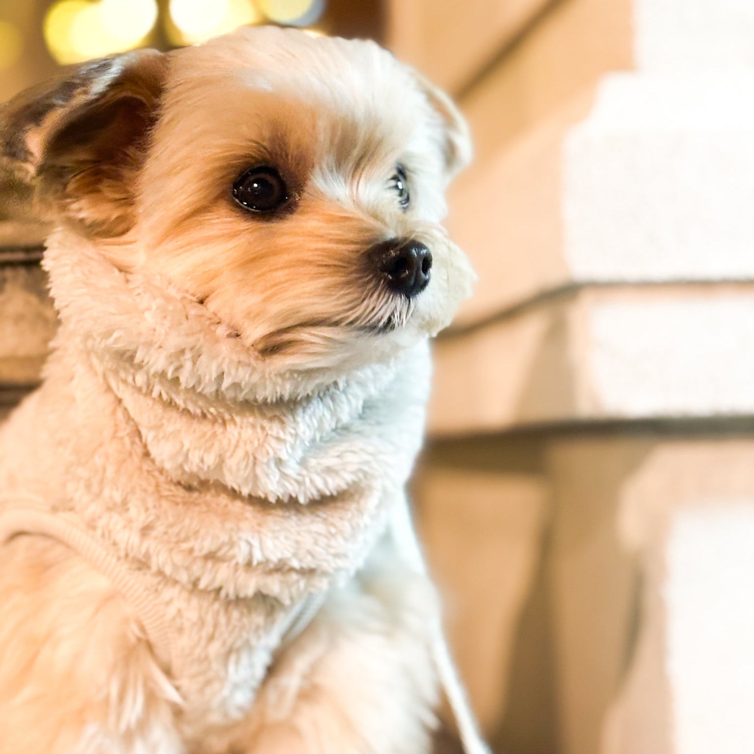 プレミアムBT ストレッチボアフリース スヌード（ブルーグレー/スノーホワイト）